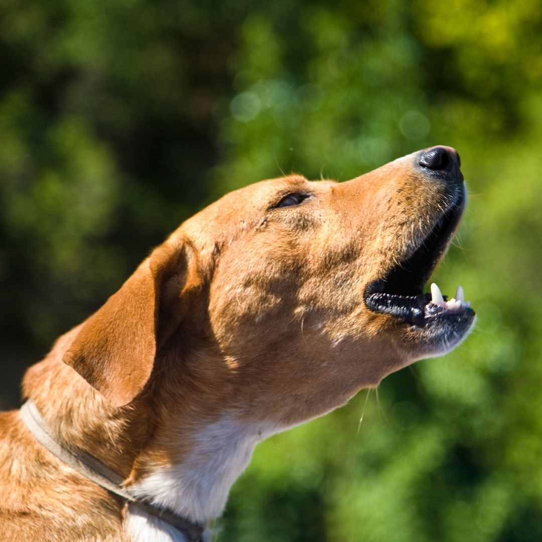 Discovering the Ideal CBD for Soothing Your Noisy Canines